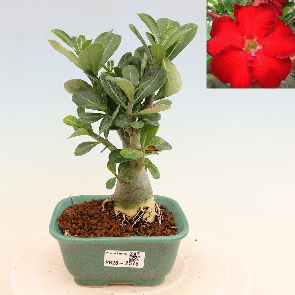Bonsaï d'intérieur - Adenium obesum Red Star - Rose du désert