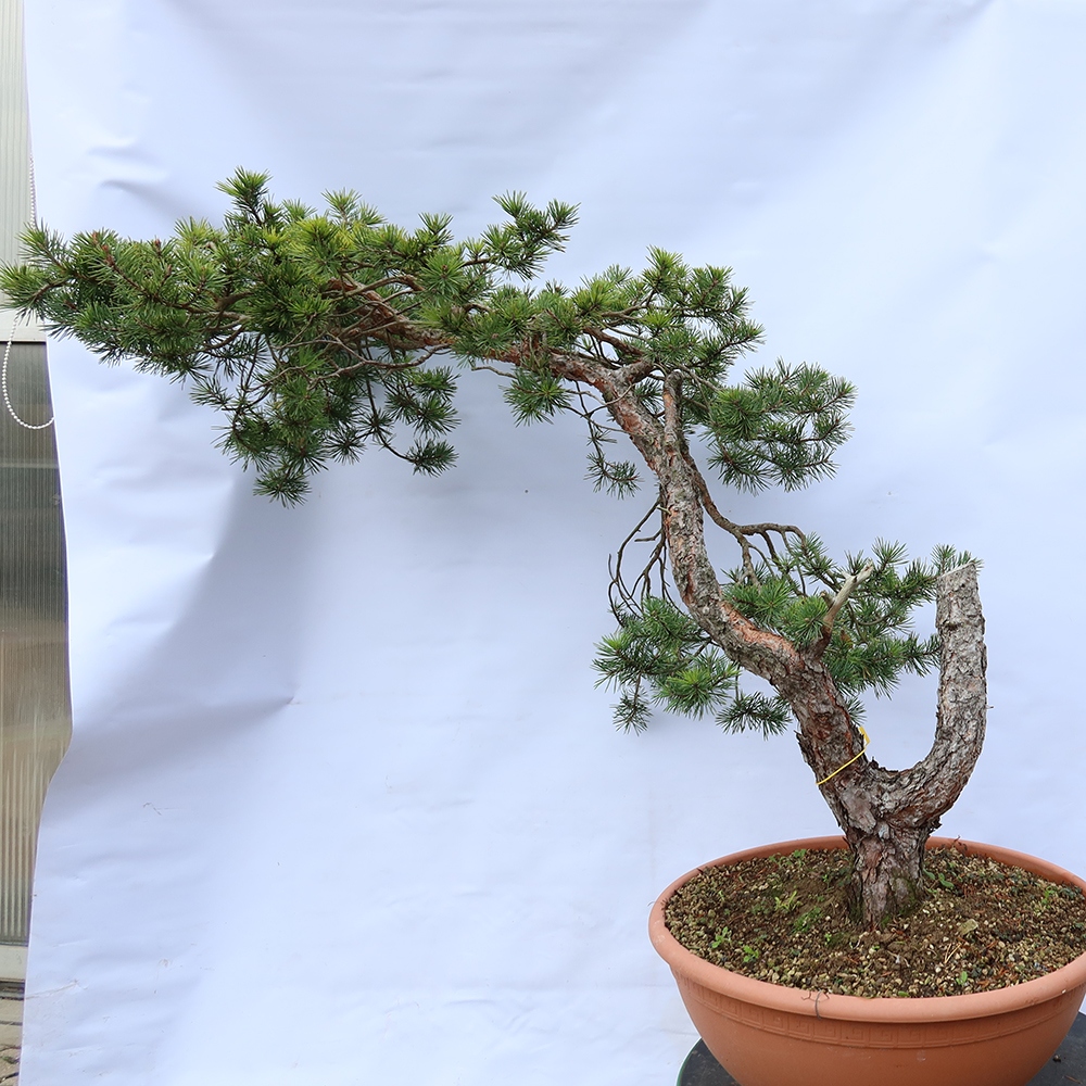 Pinus sylvestris Espagne - pin sylvestre