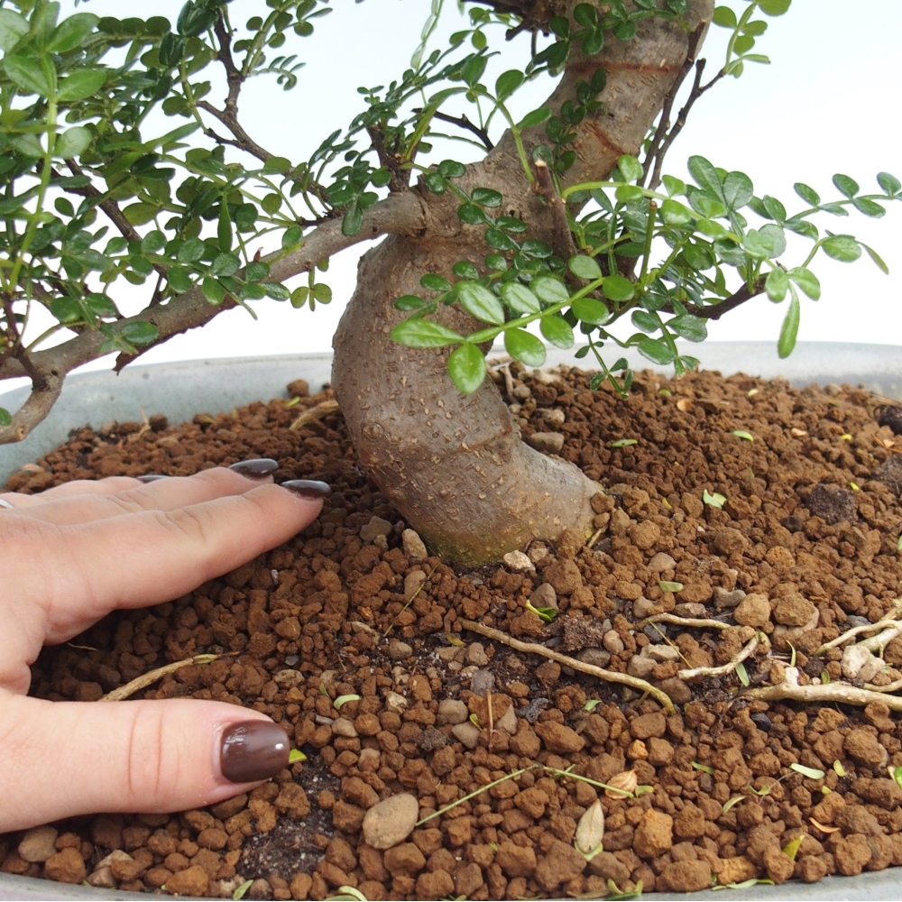 Salle bonsaï - Zantoxylum piperitum - arbre à poivre