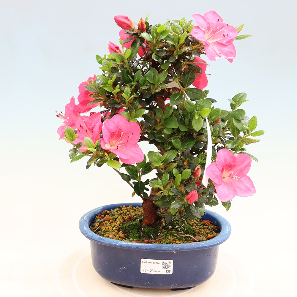Bonsaï d'extérieur - Azalée japonaise - Azalea Kobai