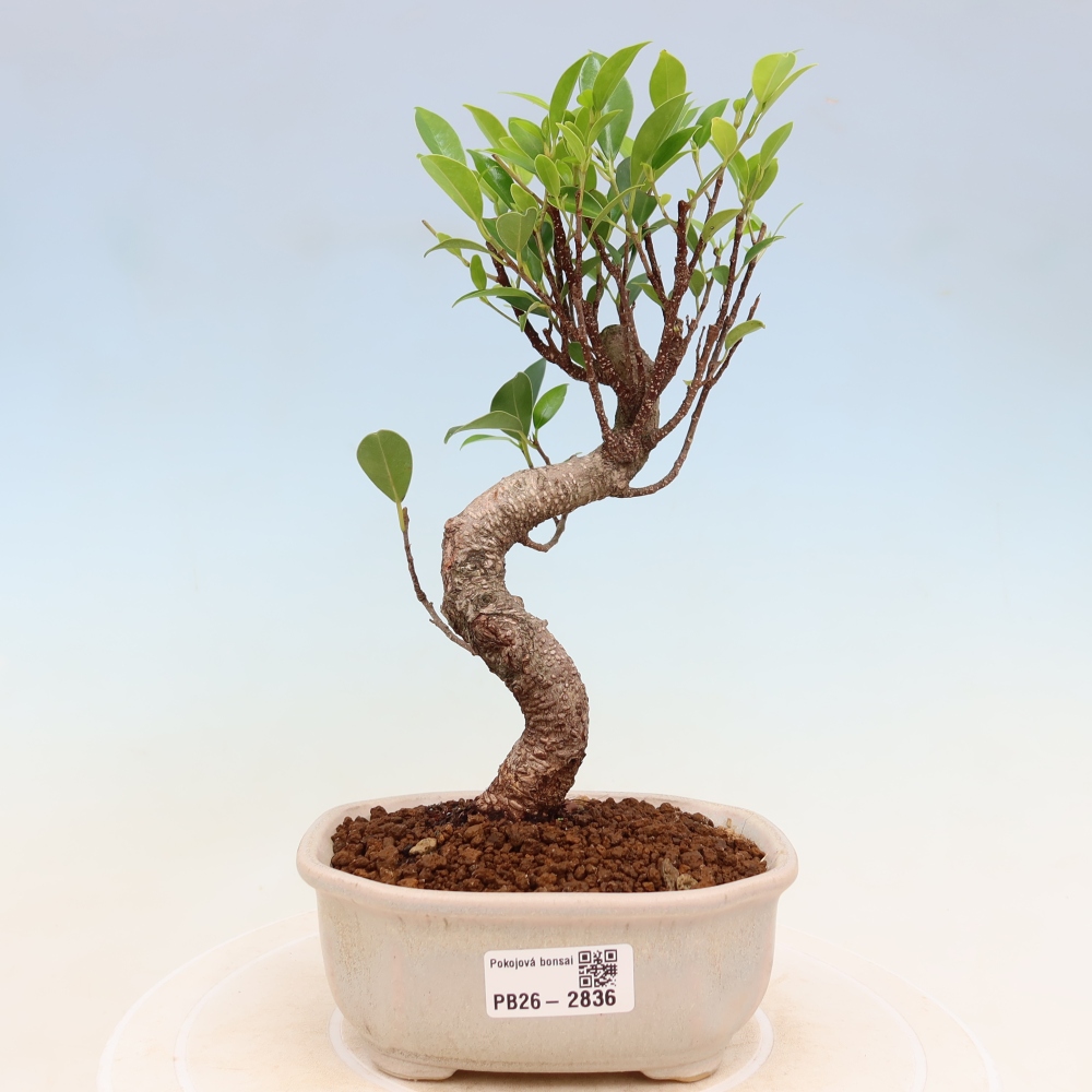 Salle bonsaï - Ficus kimmen - ficus à petites feuilles