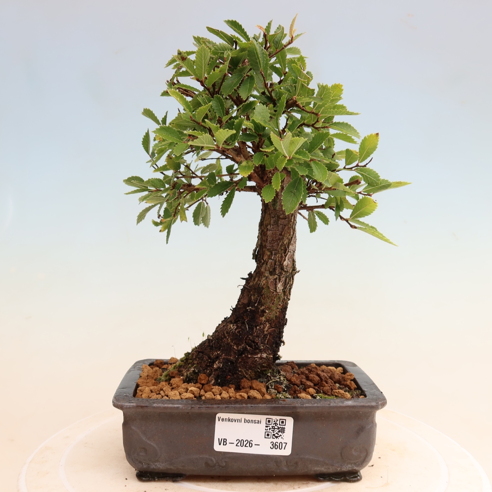 Bonsaï d'extérieur - Zelkova - Zelkova NIRE
