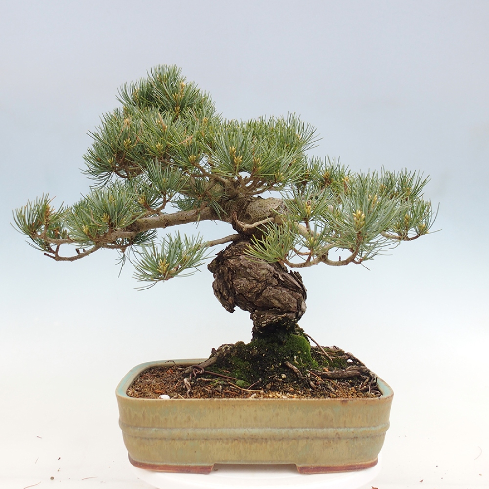 Bonsaï d'extérieur - Pinus parviflora - Pinus parviflora