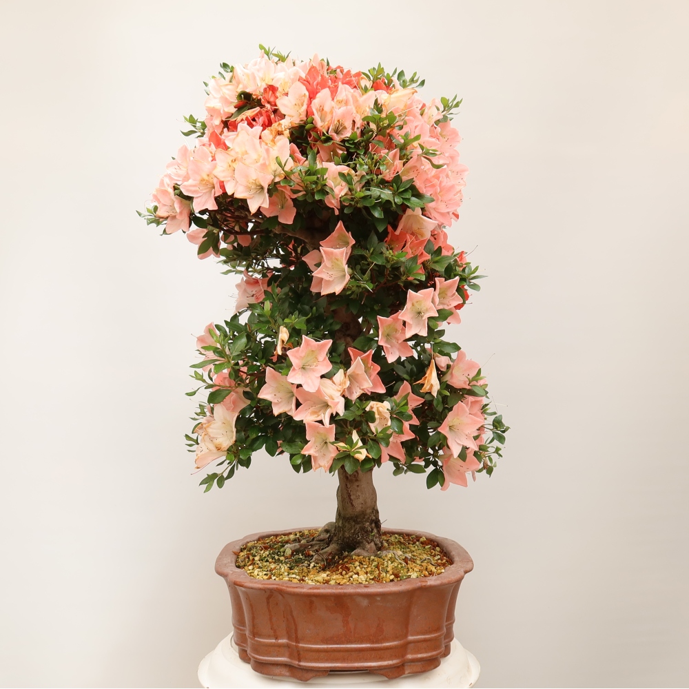 Bonsaï d'extérieur - Azalée japonaise - Azalée Sansai
