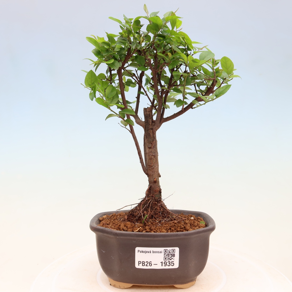 Bonsaï de chambre - Sageretia thea - Sageretia thea