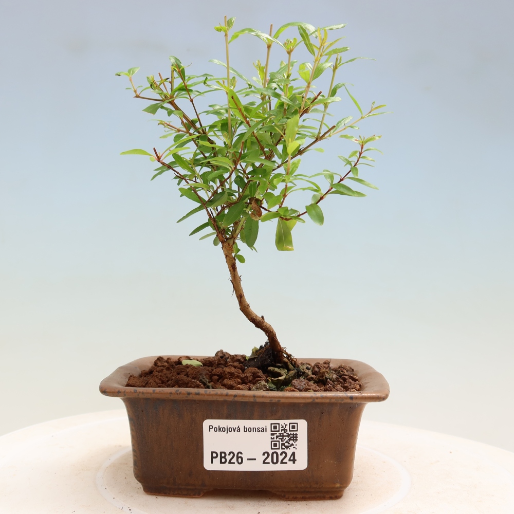 Bonsaï de chambre-PUNICA granatum nana-Pomme grenat