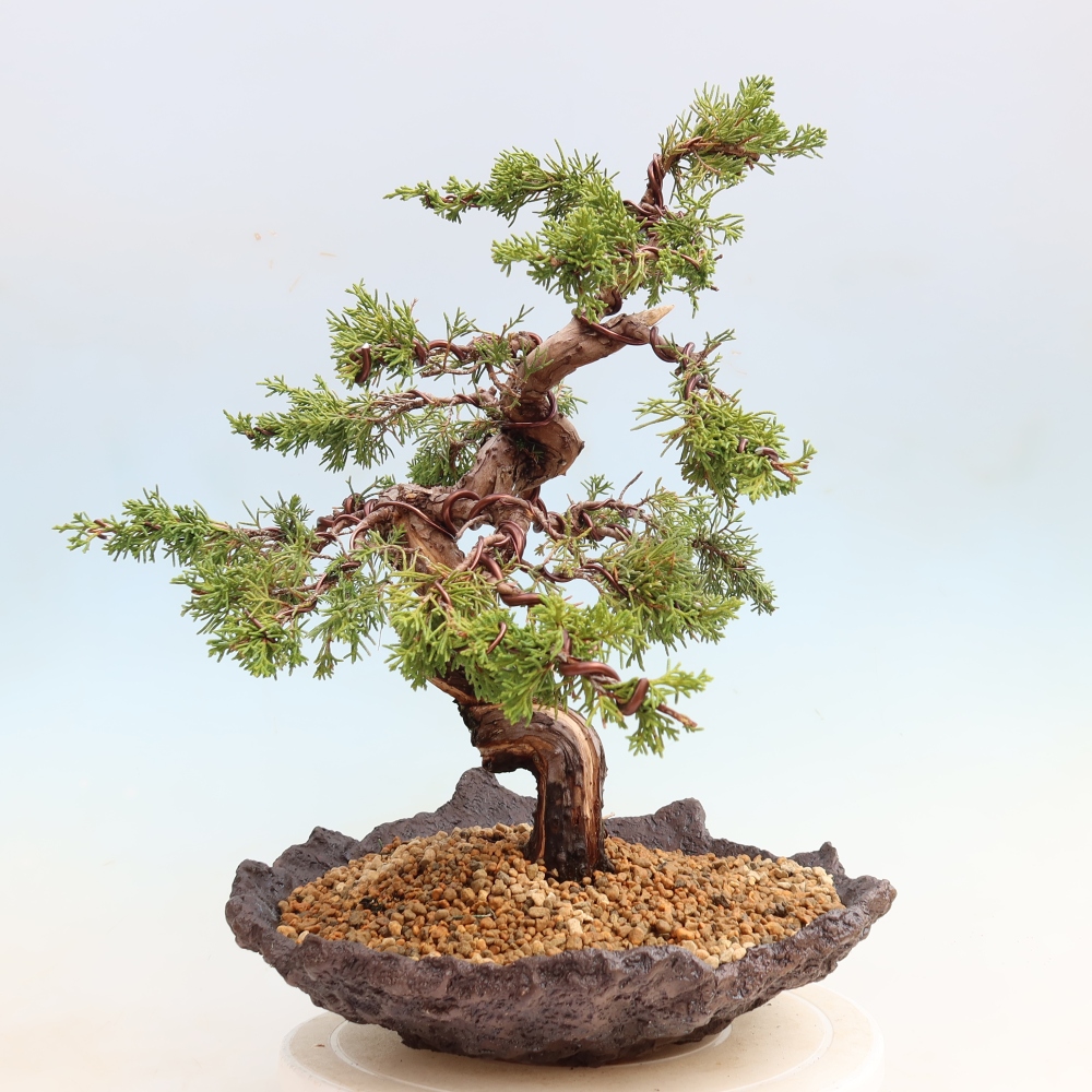 Bonsaï d'extérieur - Juniperus chinensis Itoigawa-Juniperus chinensis