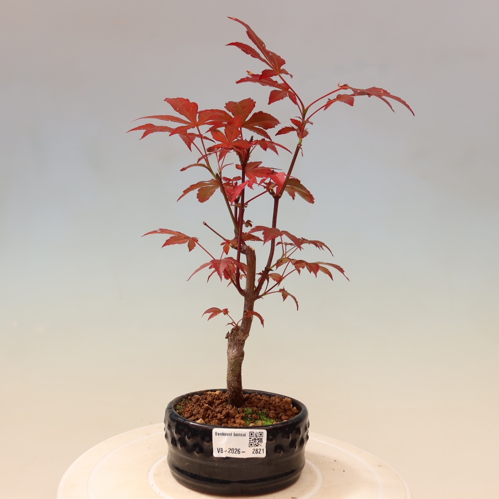 Bonsaï d'extérieur - Acer palm. Atropurpureum-Javor palmate