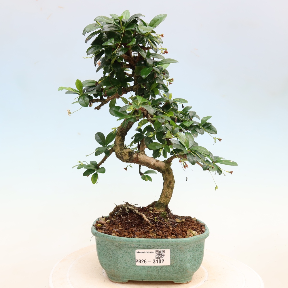 Bonsaï de chambre - Carmona macrophylla - Tea fuki