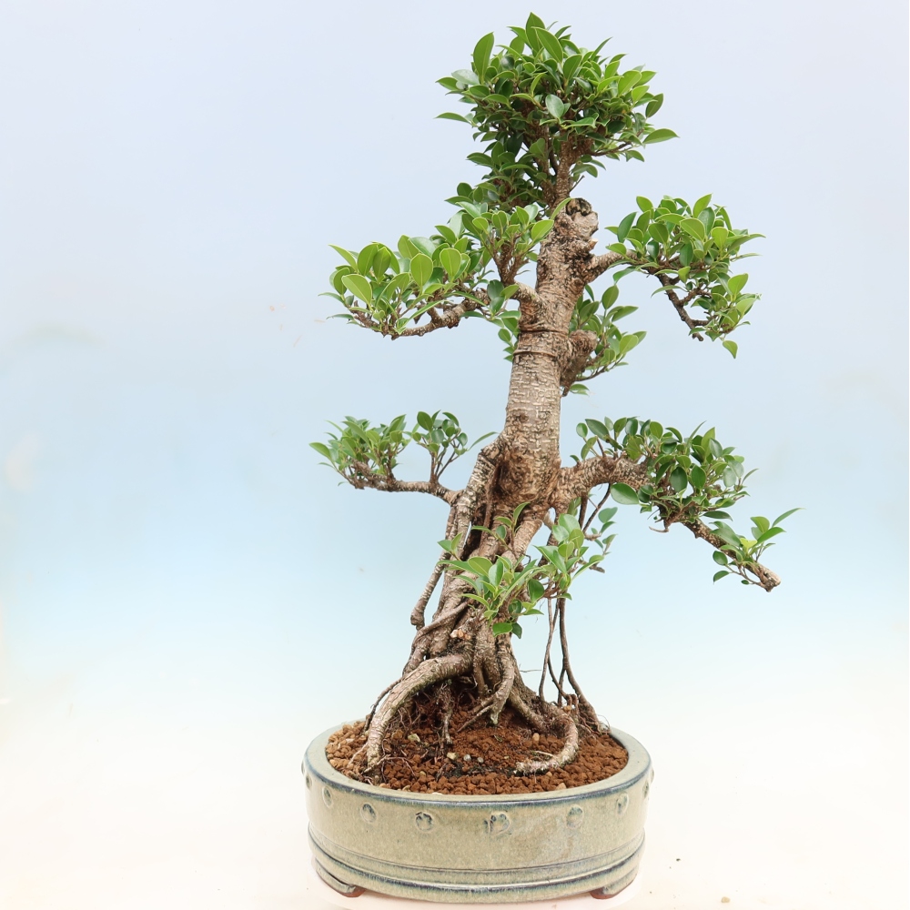 Salle bonsaï - Ficus kimmen - ficus à petites feuilles