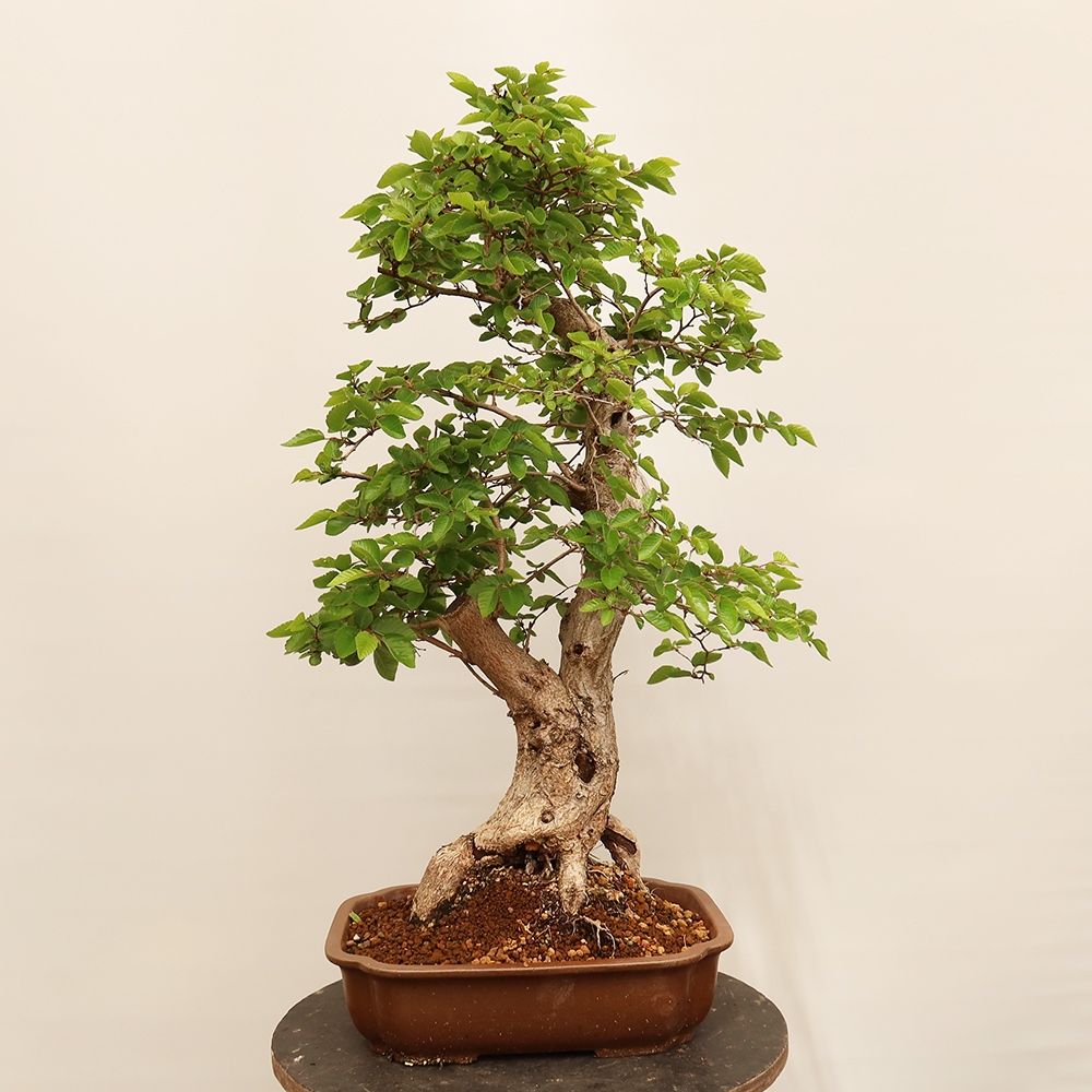 Bonsaï d'extérieur -Carpinus Coreana - Charme de Corée