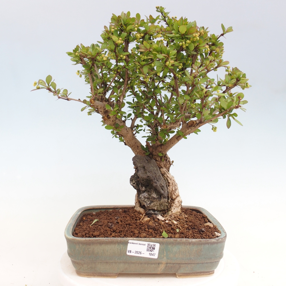 Bonsaï d'extérieur - Berberis coreana