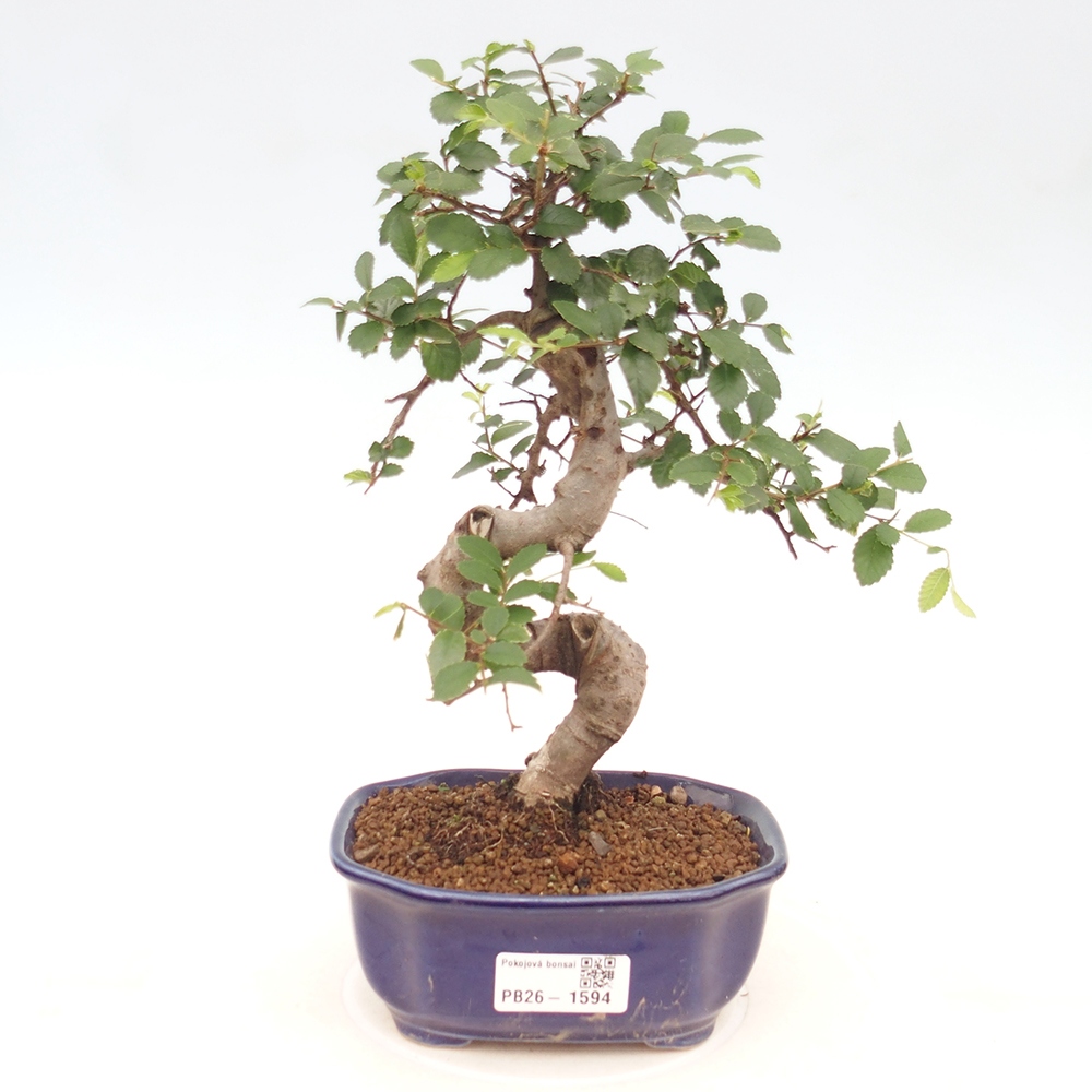 Bonsaï de chambre - Ulmus parvifolia - Orme à petites feuilles
