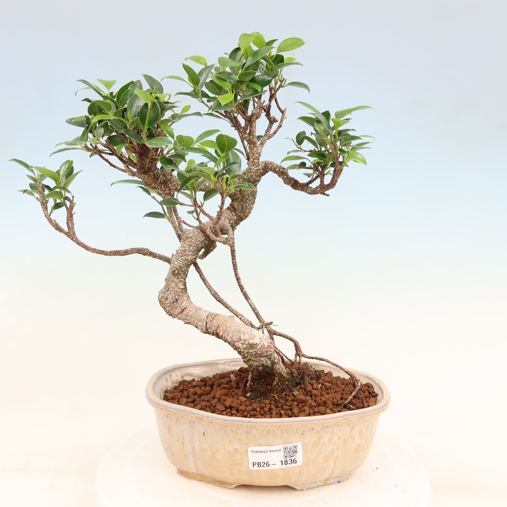 Salle bonsaï - Ficus retusa - ficus à petites feuilles