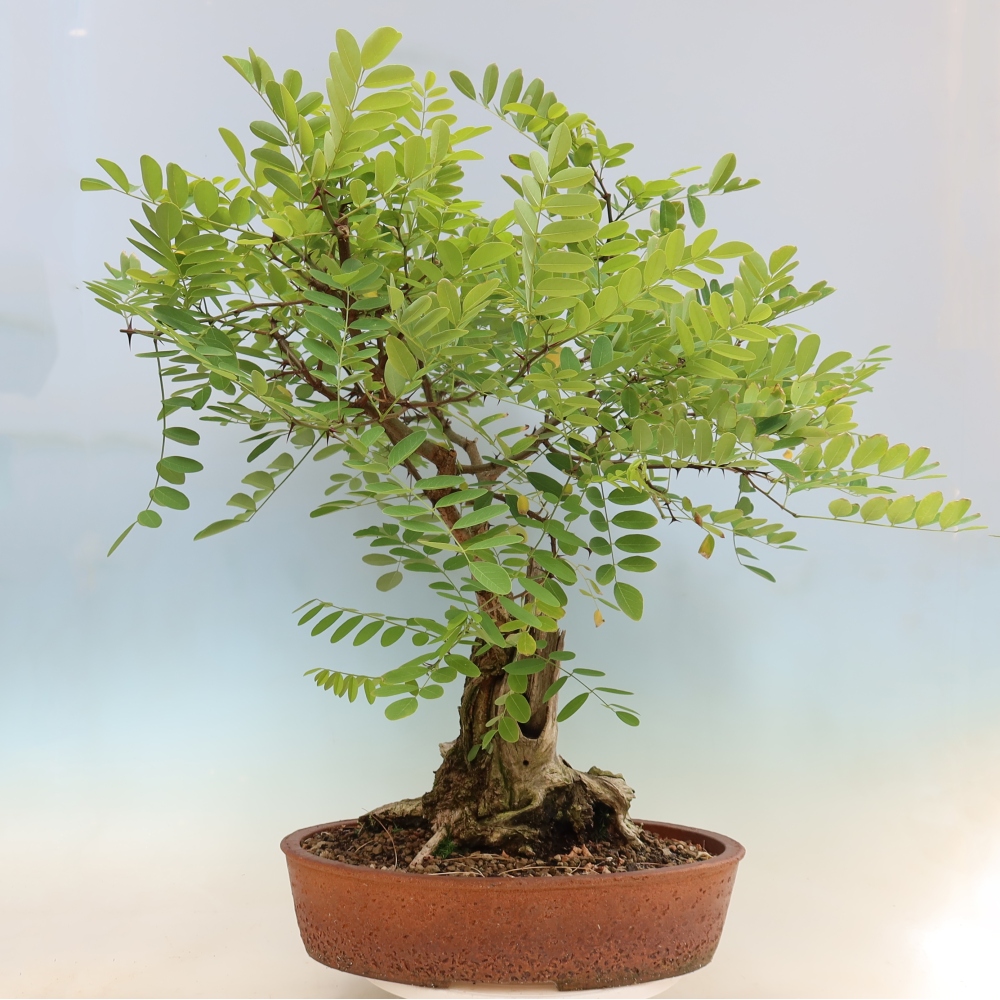 Bonsaï d'extérieur - Acacia épineux - Robinia pseudoacacia