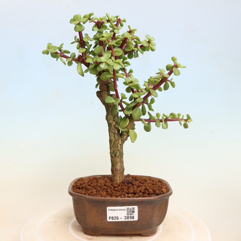 Bonsaï de chambre - Portulakaria Afra - Tlustice
