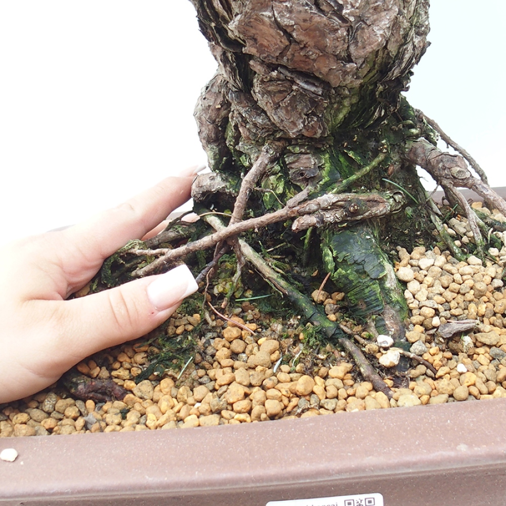Bonsaï d'extérieur - Pinus parviflora - Pinus parviflora