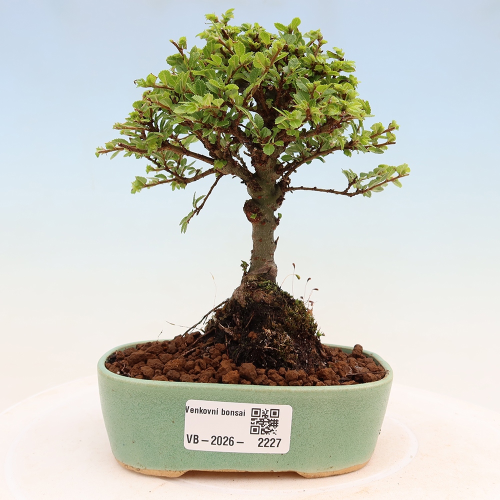 Bonsaï d'extérieur - Ulmus parvifolia Sagei - Orme à petites feuilles