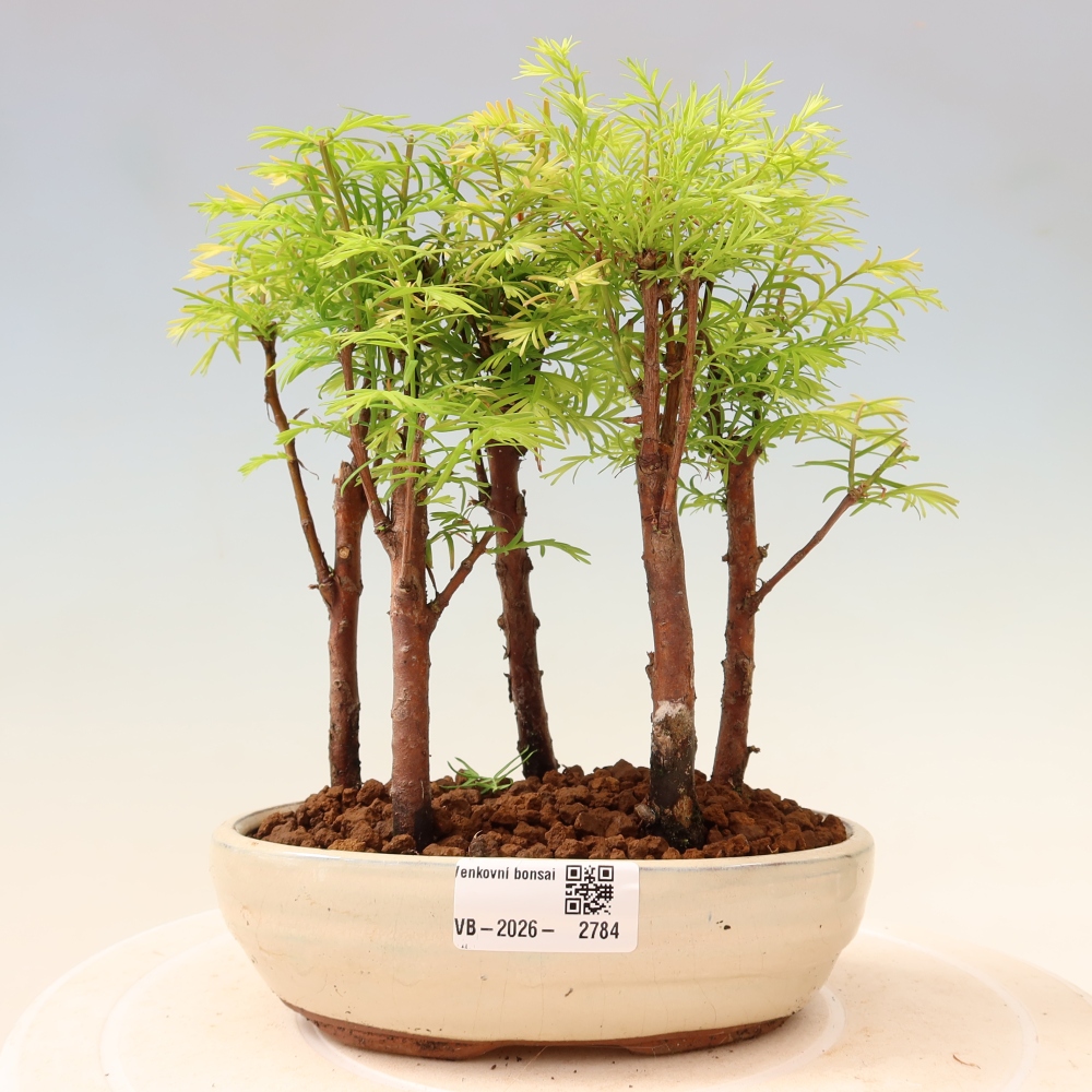 Bonsaï d'extérieur - Metasequoia glyptostroboides - Métaséquoia de Chine - bosquet