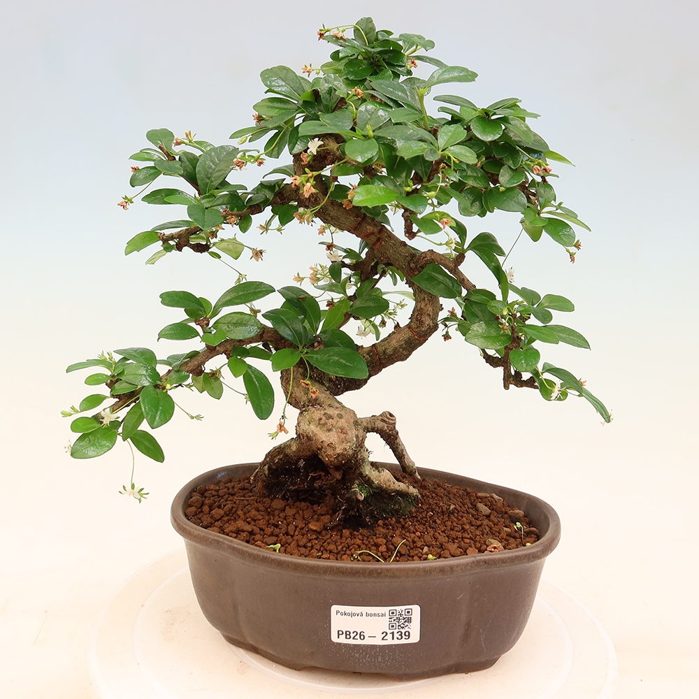 Bonsaï de chambre - Carmona macrophylla - Tea fuki