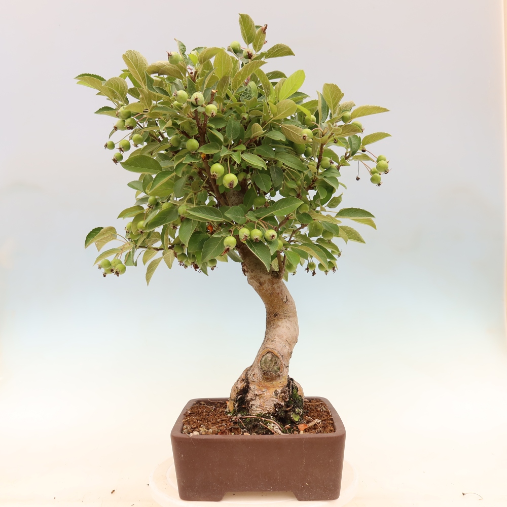 Bonsaï d'extérieur -Malus halliana - Pommier à petits fruits