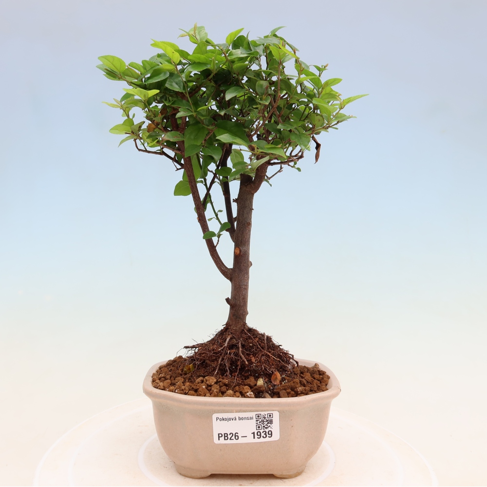 Bonsaï de chambre - Sageretia thea - Sageretia thea