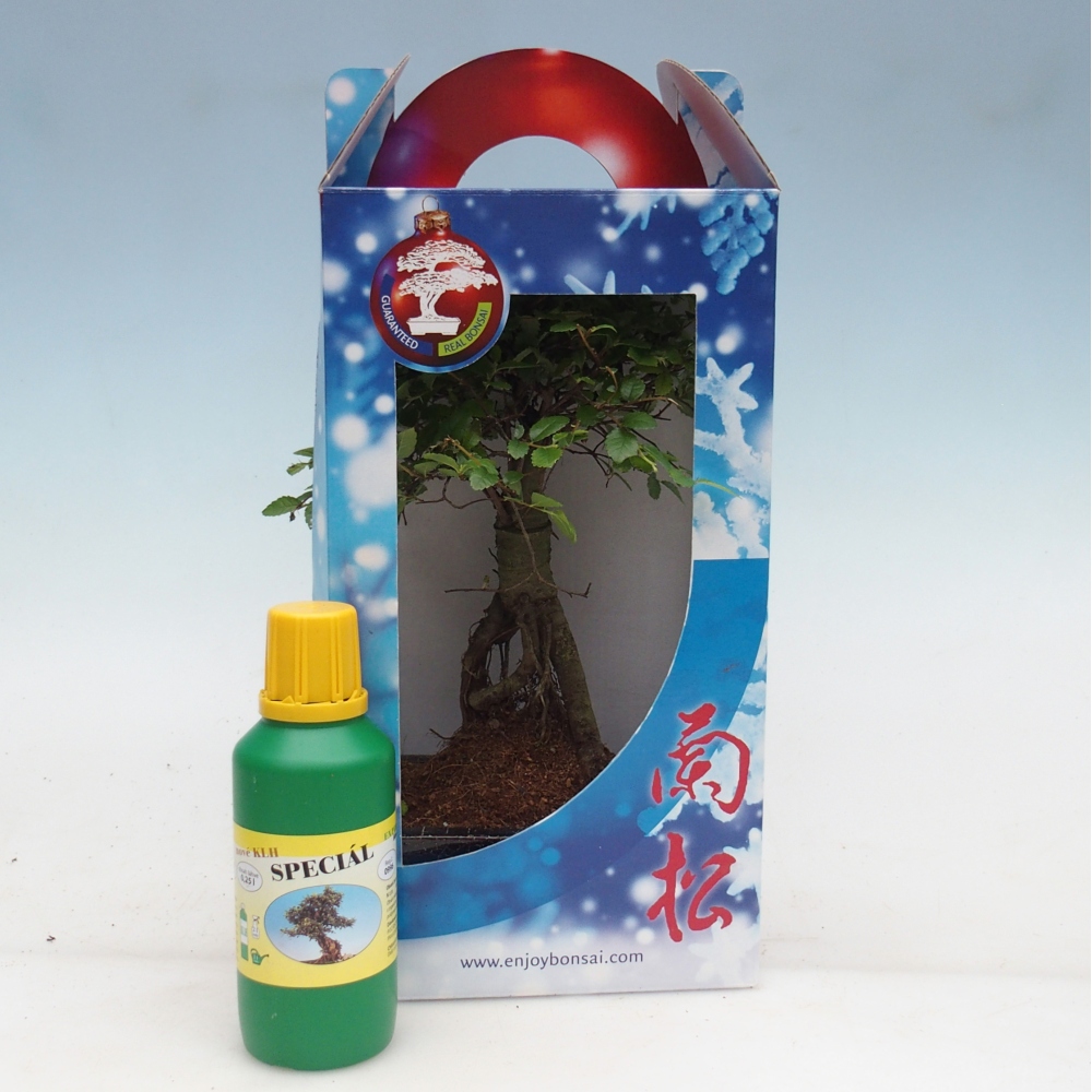 Ulmus parvifolia - Orme de Chine