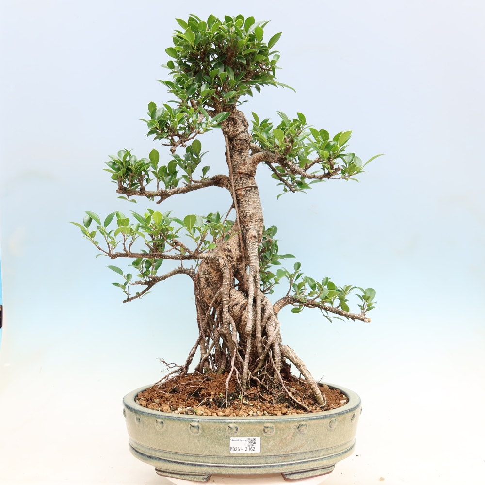 Salle bonsaï - Ficus kimmen - ficus à petites feuilles
