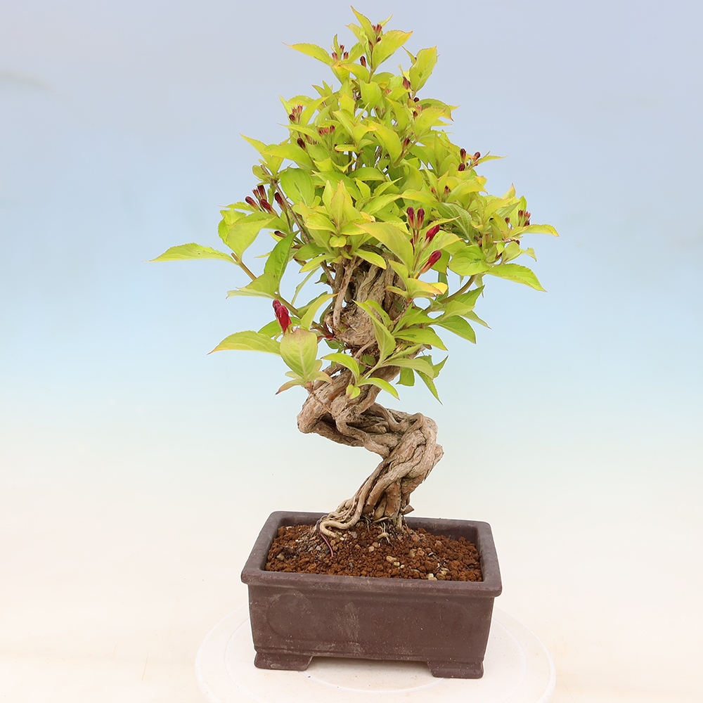 Bonsaï d'extérieur - Weigela subsessilis - Weigela de Corée