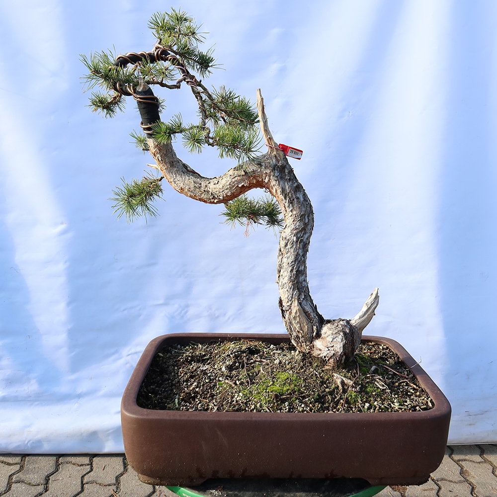 Pinus sylvestris Espagne - pin sylvestre