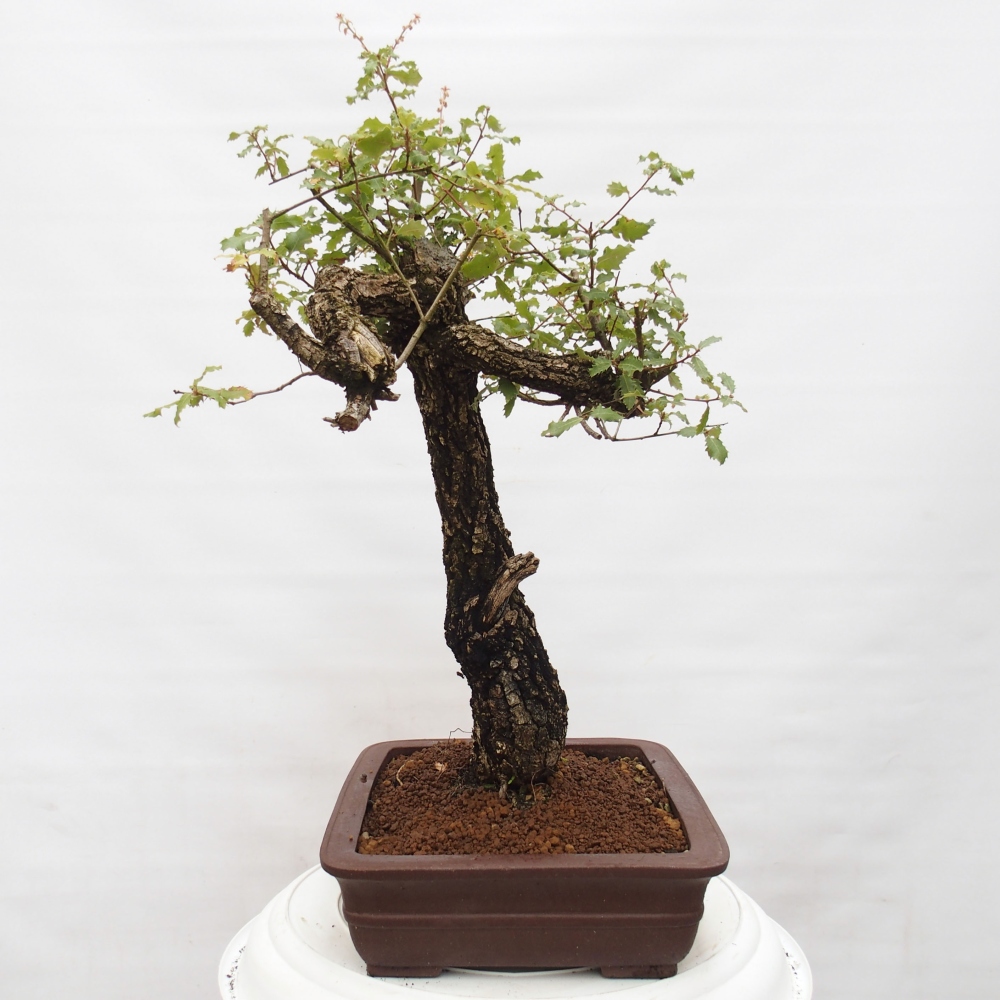 Yamadori - Quercus Ilex - Chêne vert