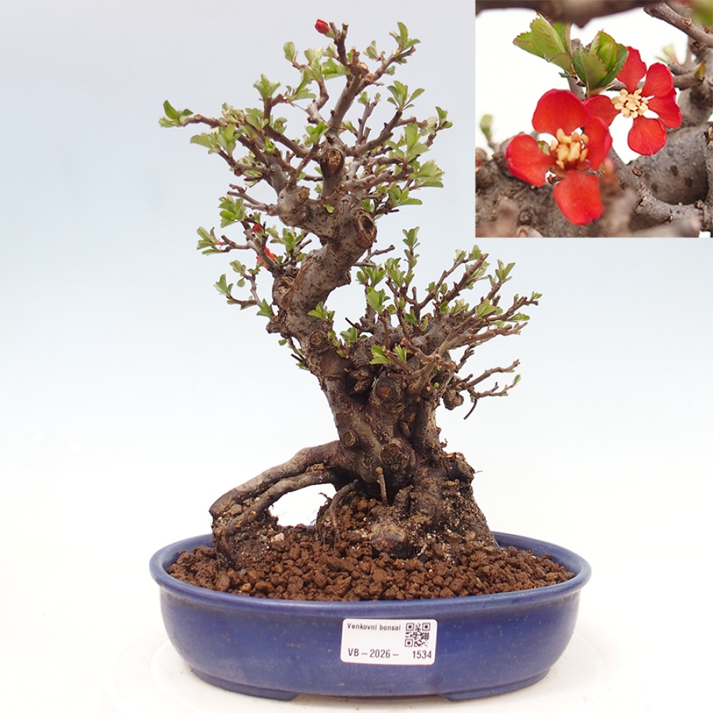 Bonsaï d'extérieur - Chaneomeles speciosa - Coing