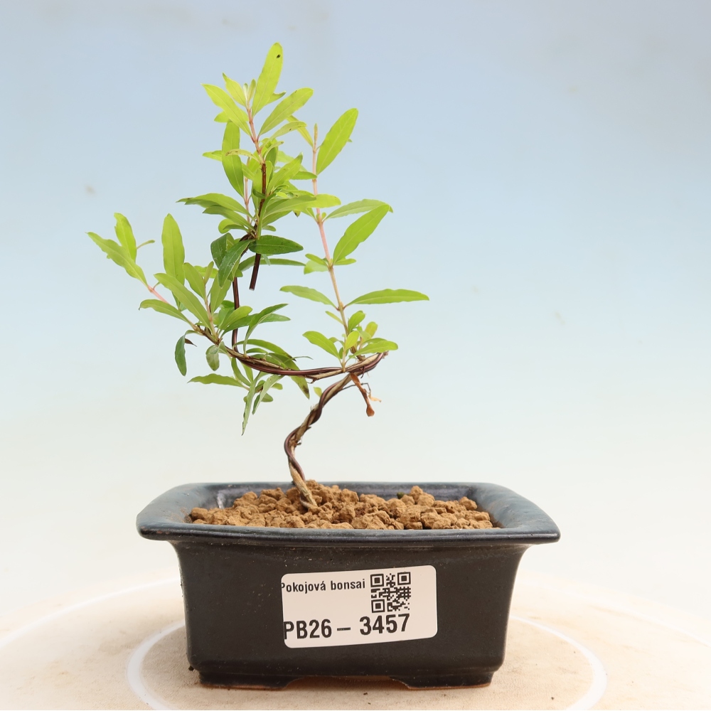 Bonsaï de chambre-PUNICA granatum nana-Pomme grenat