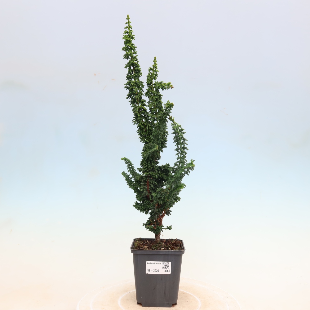 Bonsaï d'extérieur - Cham. obtusa SEKKA HINOKI - Cyprès