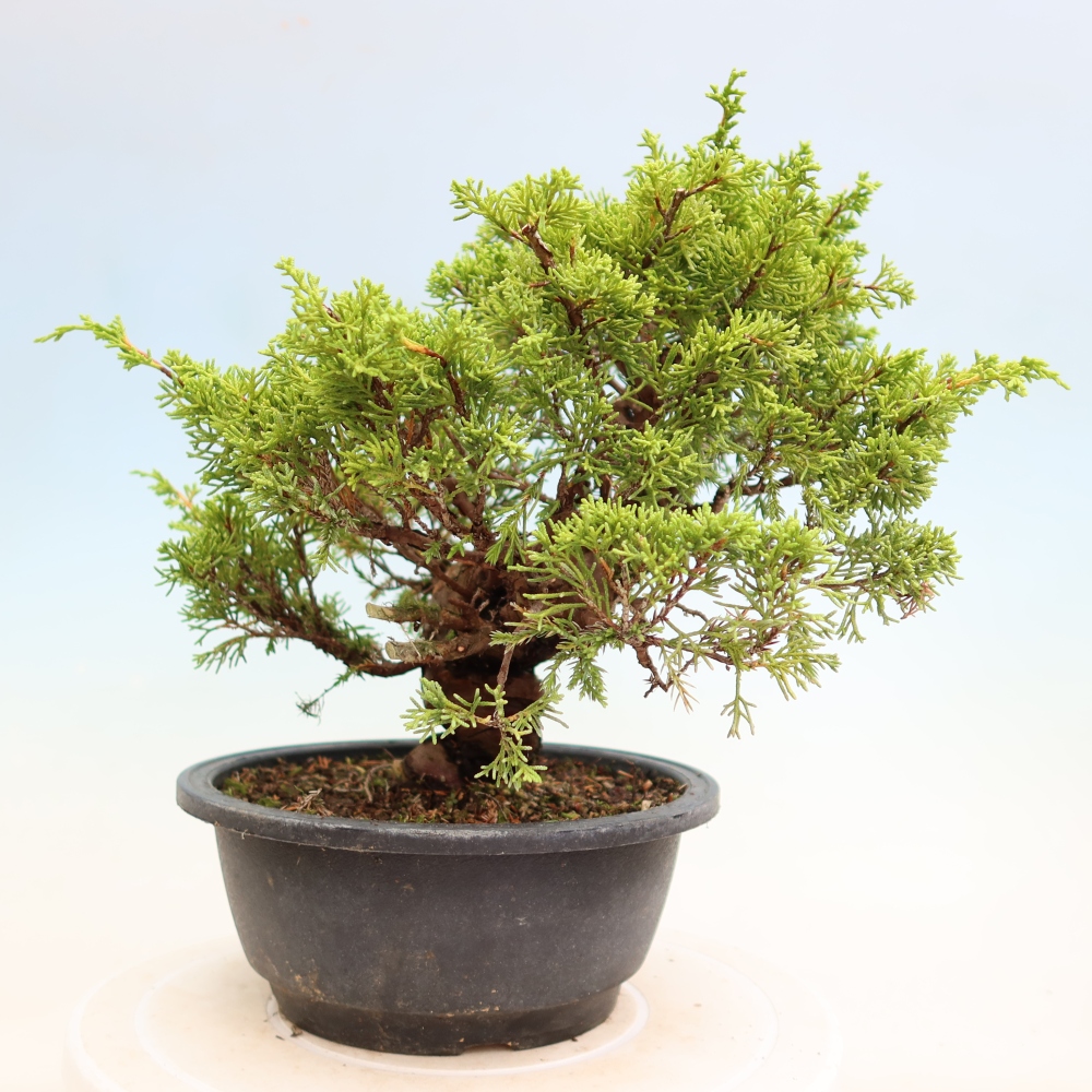 Bonsaï d'extérieur - Juniperus chinensis Itoigawa-Juniperus chinensis