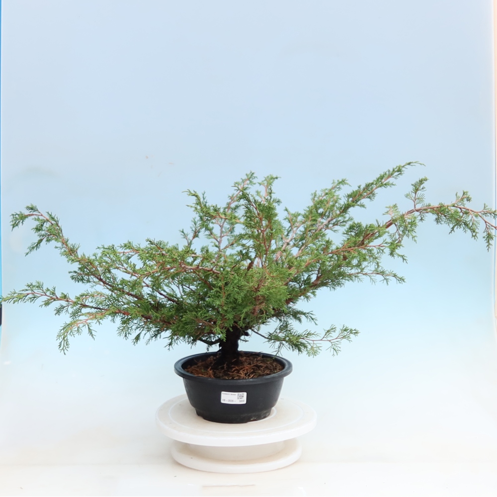 Bonsaï d'extérieur - Juniperus chinensis Itoigawa - Genévrier de Chine