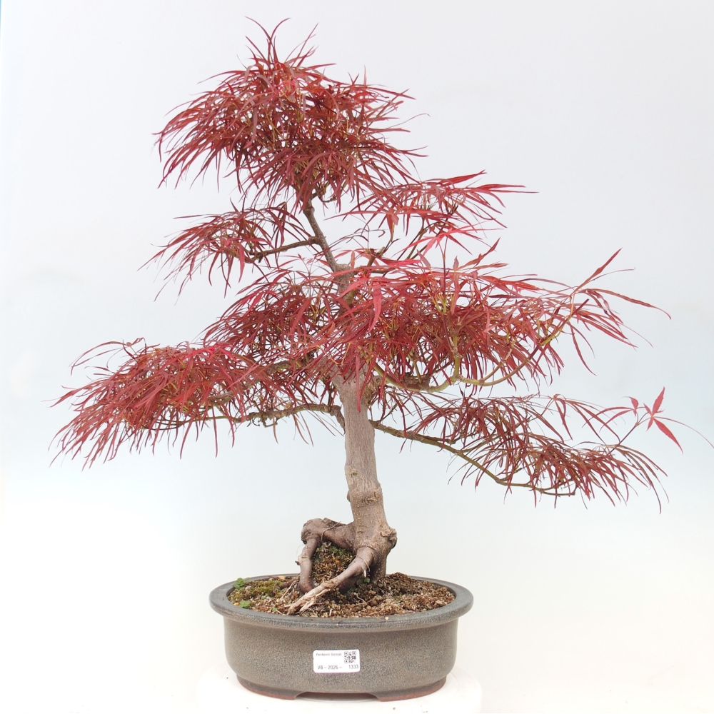Bonsaï d'extérieur - Acer palmatum RED PYGMY