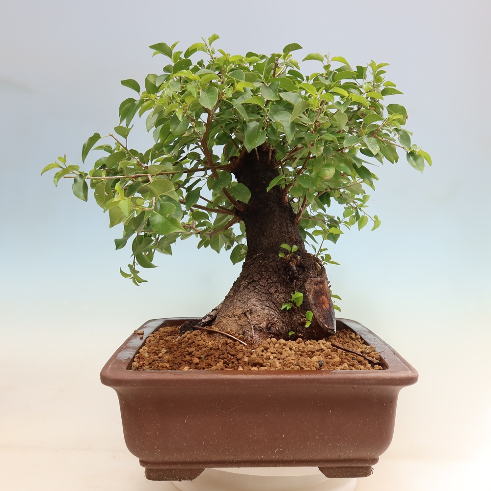 Bonsaï d'extérieur - Mahalebka - Prunus mahaleb