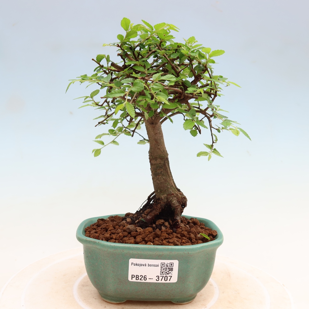 Bonsaï de chambre - Ulmus parvifolia - Orme à petites feuilles