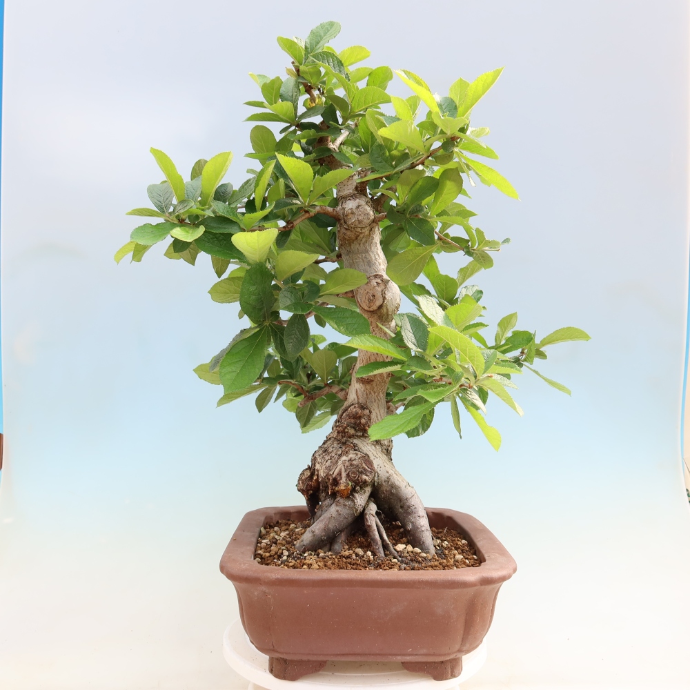 Bonsaï d'extérieur - Photinia villosa