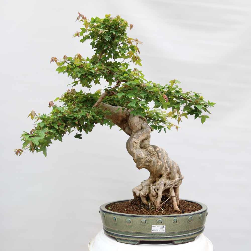 Bonsaï d'extérieur - Maple Burger - Acer Burgerianum