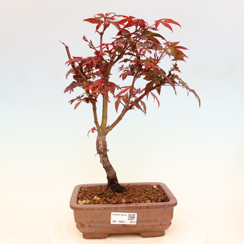 Bonsaï d'extérieur - Érable palmatum  - Acer palmatum Berry Broom 