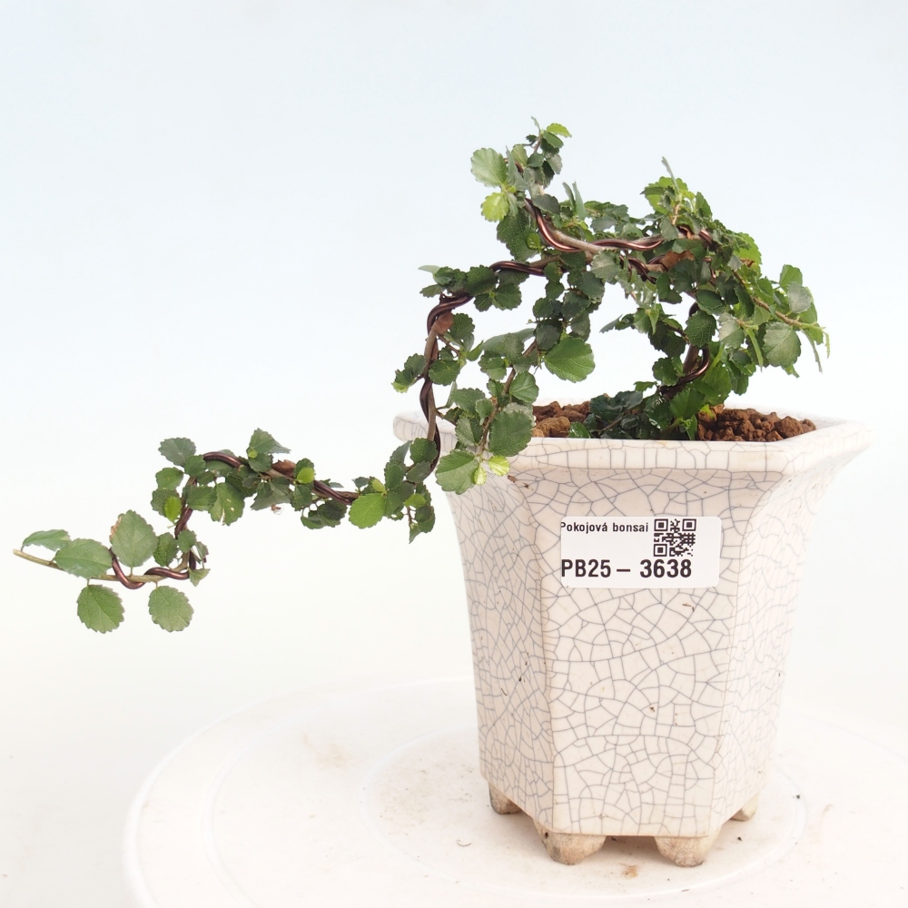 Bonsaï de chambre - Grewia sp. - Grewia malafolia