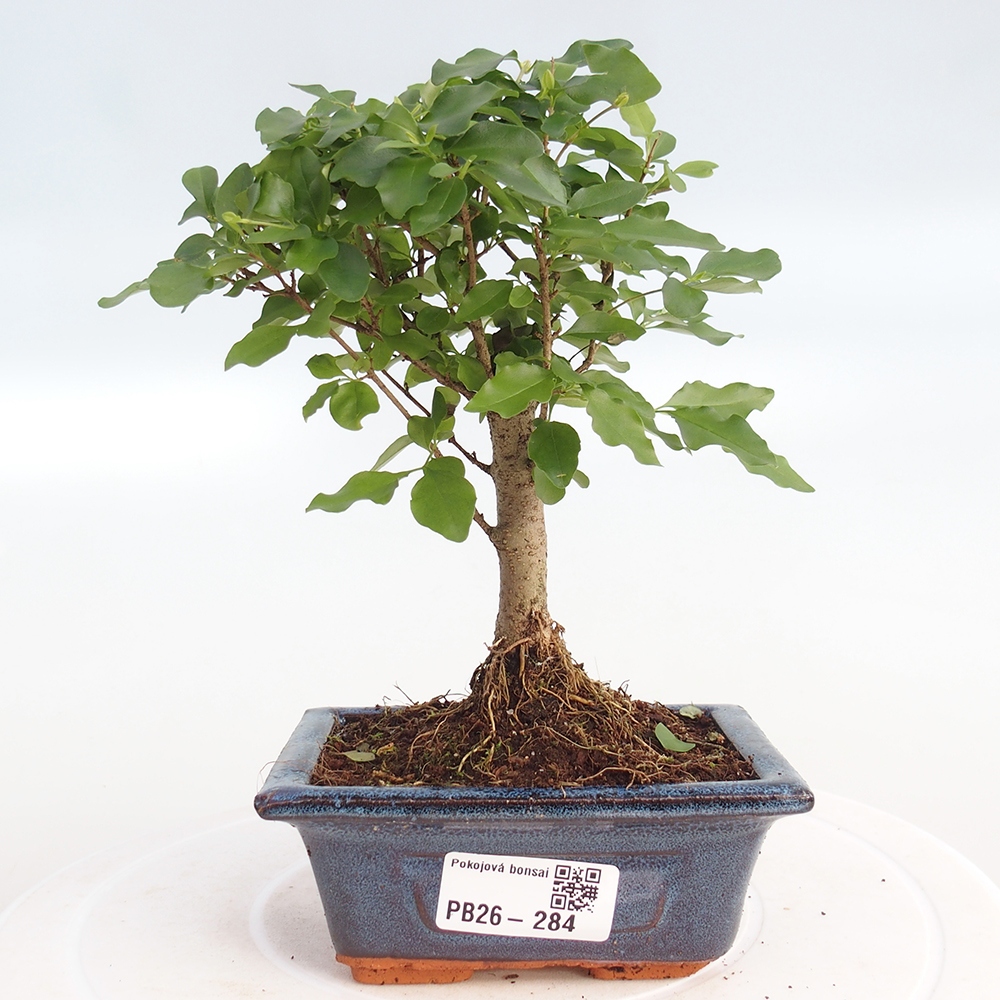 Bonsaï de chambre -Ligustrum chinensis - Bec d'oiseau