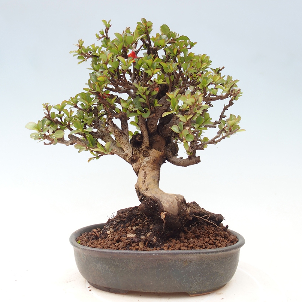 Bonsaï d'extérieur - Chaneomeles speciosa - Coing