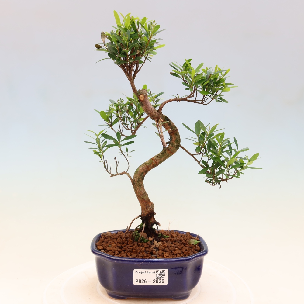 Bonsaï de chambre - Syzygium - Pimento