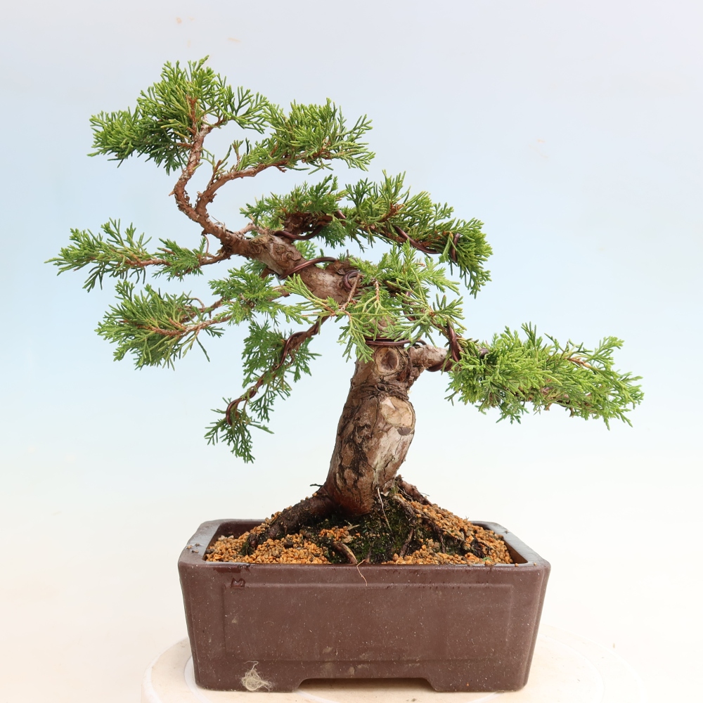 Bonsaï d'extérieur - Juniperus chinensis Itoigawa-Juniperus chinensis