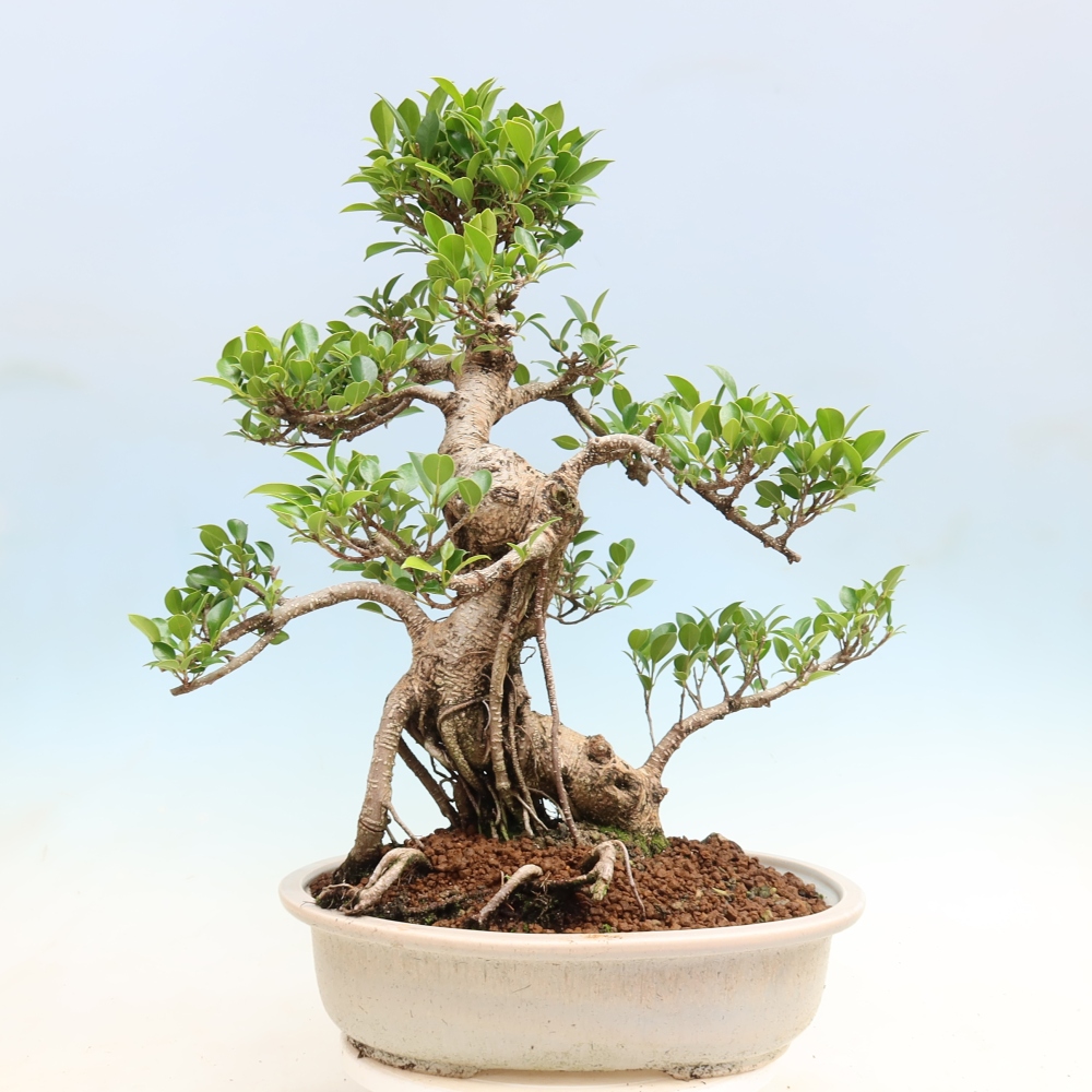 Salle bonsaï - Ficus kimmen - ficus à petites feuilles