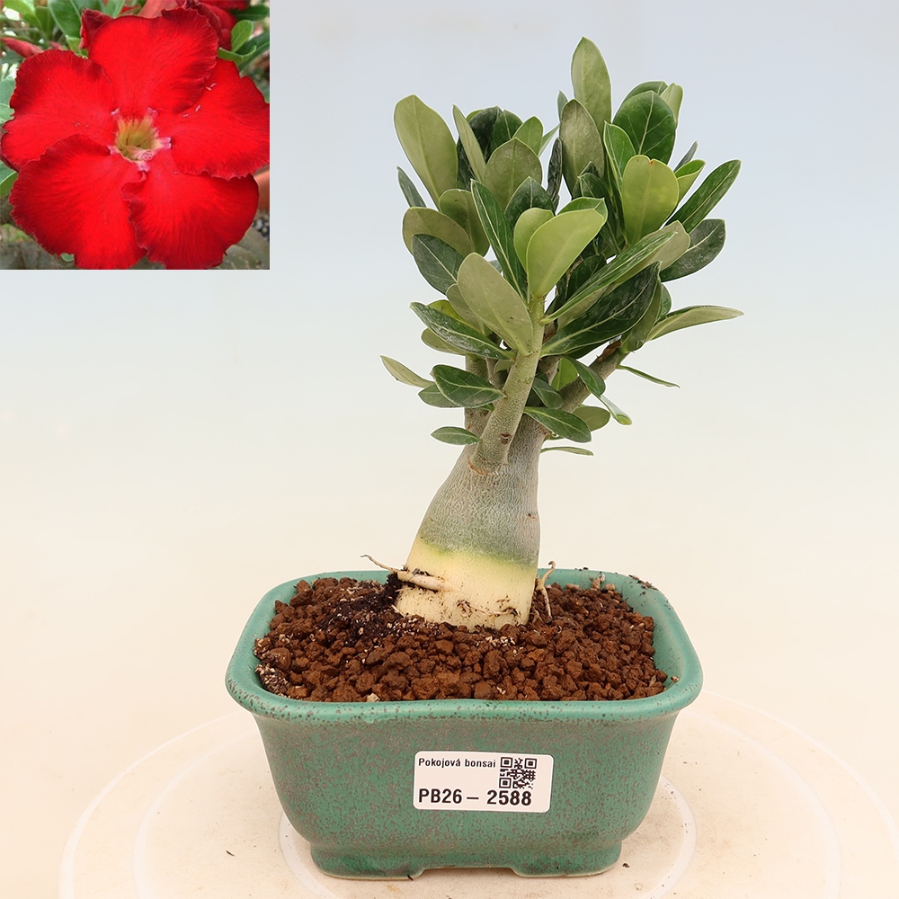 Bonsaï d'intérieur - Adenium obesum Red Star - Rose du désert