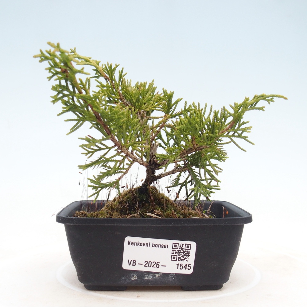 Bonsaï d'extérieur - Juniperus chinensis Itoigawa